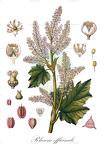Rheum officinale