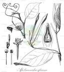 Afrobrunnichia africana