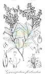 Gymnopodium floribundum