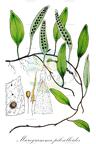 Microgramma piloselloides