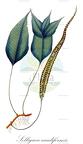Selliguea caudiformis