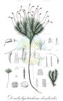 Dendroligotrichum dendroides
