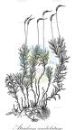 Atrichum undulatum