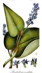 Pontederia cordata