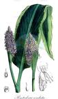 Pontederia cordata
