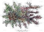 Porphyridium