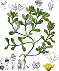 Portulaca oleracea