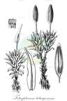 Tetrapterum tetragonum