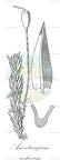 Anoectangium aestivum
