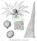 Trachycarpidium verrucosum