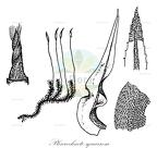 Pleurochaete squarrosa