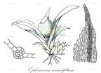 Ephemerum recurvifolium