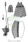 Gyroweisia reflexa