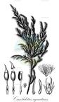 Cinclidotus aquaticus