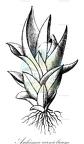 Aschisma carniolicum