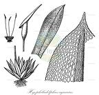 Hyophiladelphus agrarius