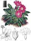 Primula clusiana