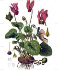 Cyclamen purpurascens