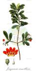 Jacquinia armillaris