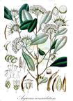 Aegiceras corniculatum