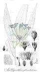 Amblyanthus glandulosus