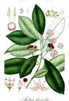 Ardisia humilis