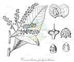 Conandrium polyanthum