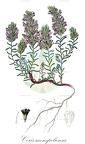 Coris monspeliensis