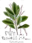 Cybianthus spicatus