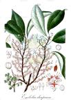 Embelia drupacea