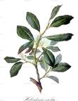 Heberdenia excelsa
