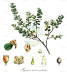 Myrsine nummularia