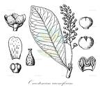 Oncostemum racemiferum
