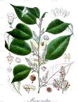 Maesa indica