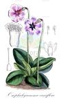 Omphalogramma vinciflora