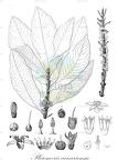Pleiomeris canariensis