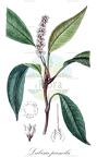 Labisia pumila