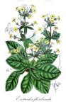 Evotrochis floribunda