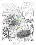 Knightia excelsa