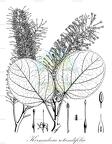 Kermadecia rotundifolia