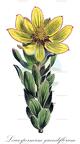 Leucospermum grandiflorum