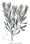 Aulax umbellata