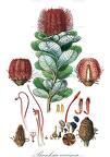Banksia coccinea