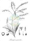 Beauprea gracilis