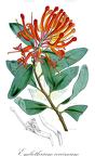 Embothrium coccineum