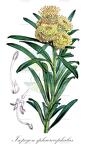 Isopogon sphaerocephalus