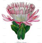 Protea eximia
