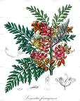 Lomatia ferruginea
