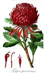 Telopea speciosissima