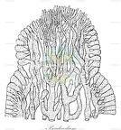 Pseudocodium